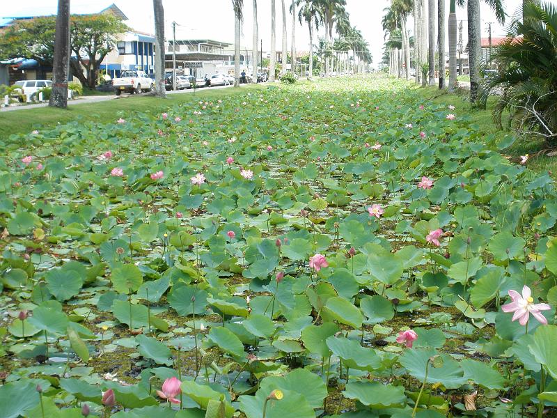 Nickerie 011 - main canal